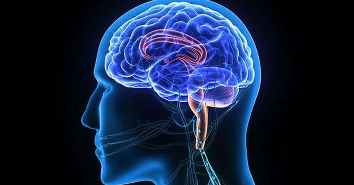 Beyin Nezlesi Nedir?