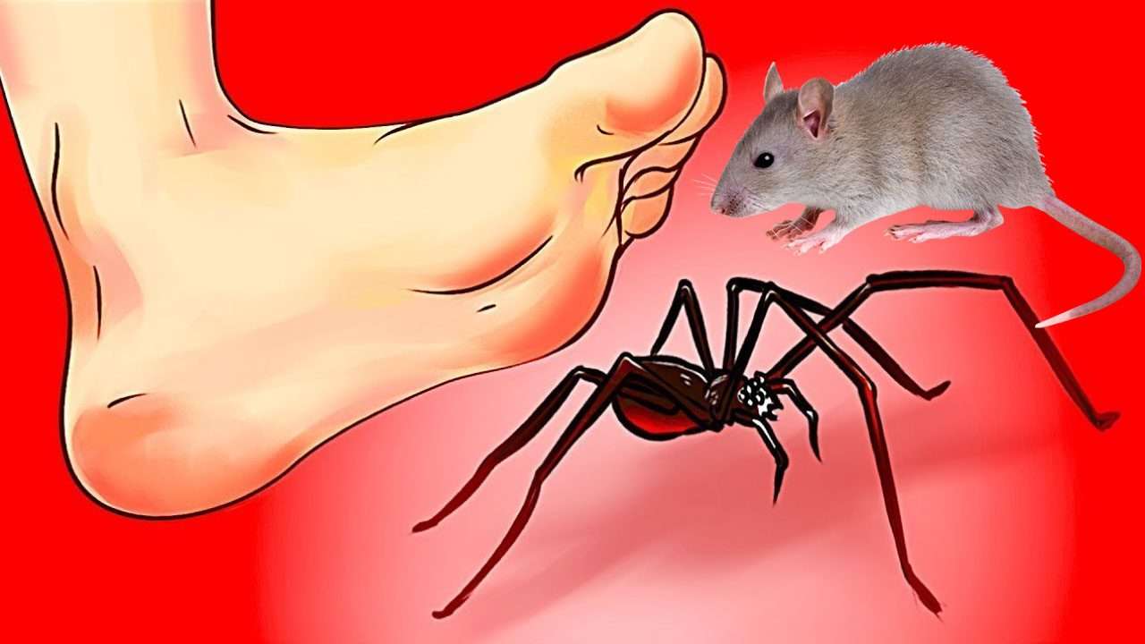Evde Örümcek ve Fare mi Var? İşte Çözümü
