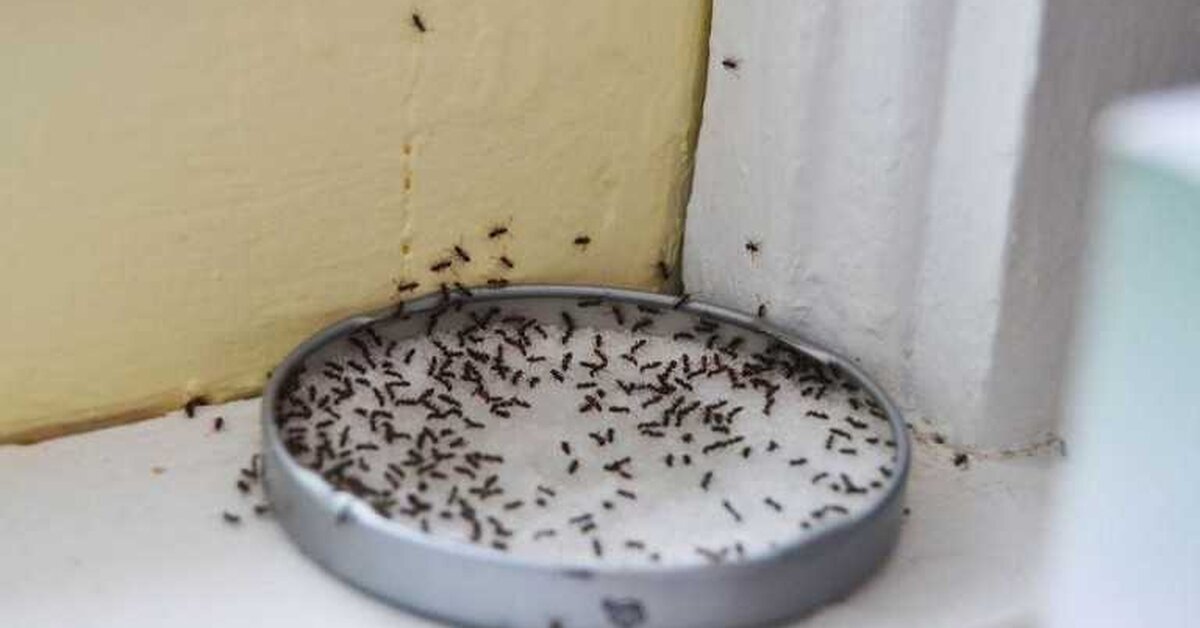 Karıncalardan Doğal Kurtulma Yolları?