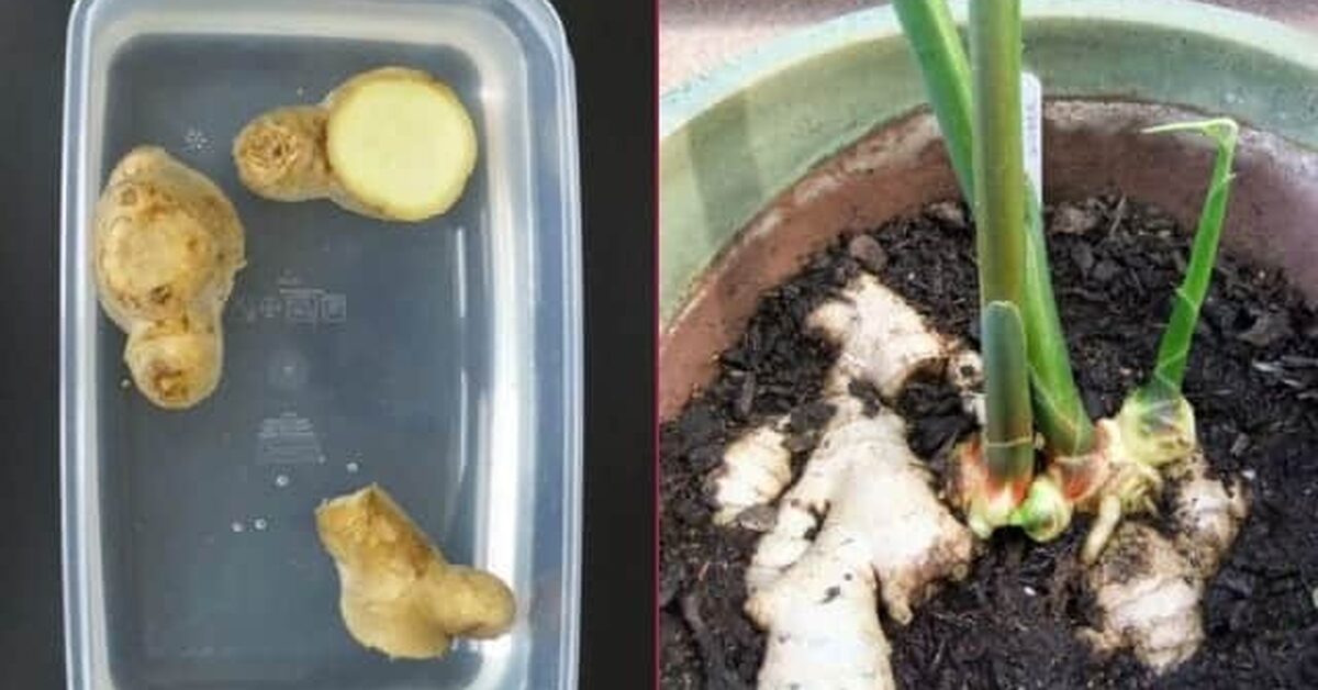 Evinizde Zencefil Yetiştirmek ister misiniz?