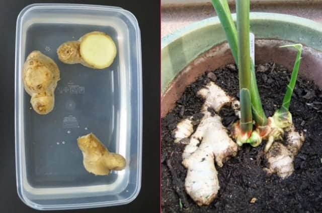 Evinizde Zencefil Yetiştirmek ister misiniz?