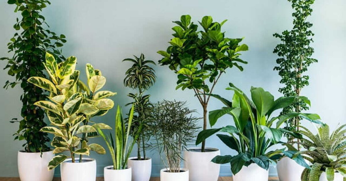 Evinizin Havasını Temizleyen Bitkiler