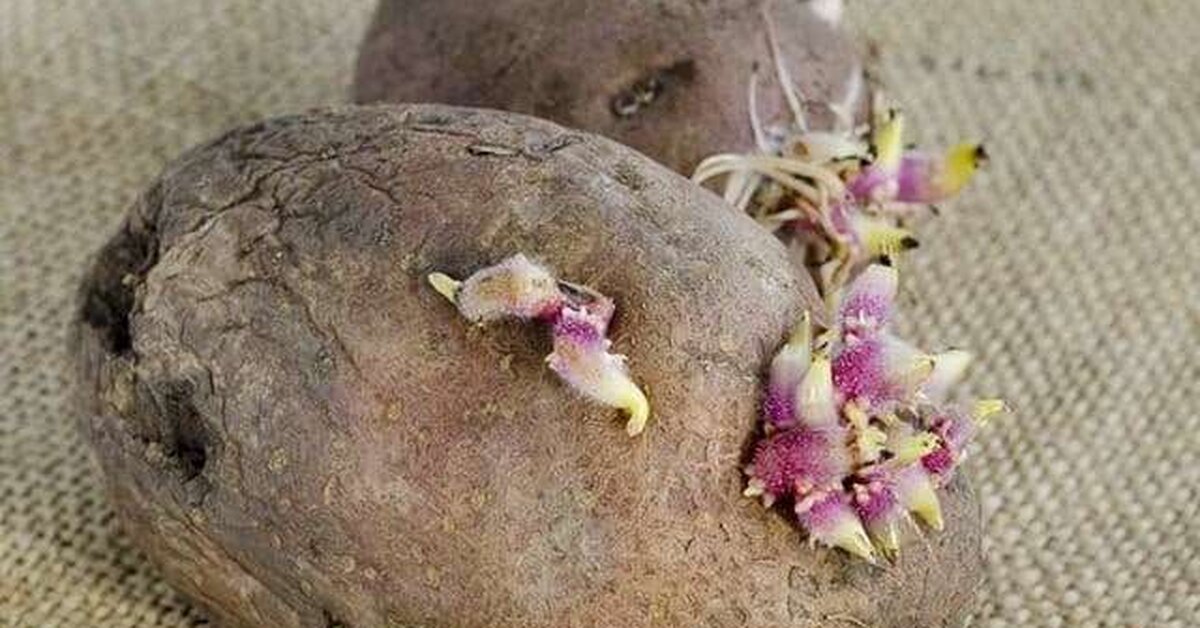 Sebzelerde Tarımsal İlaç Kalıntıları Nasıl Anlaşılır?