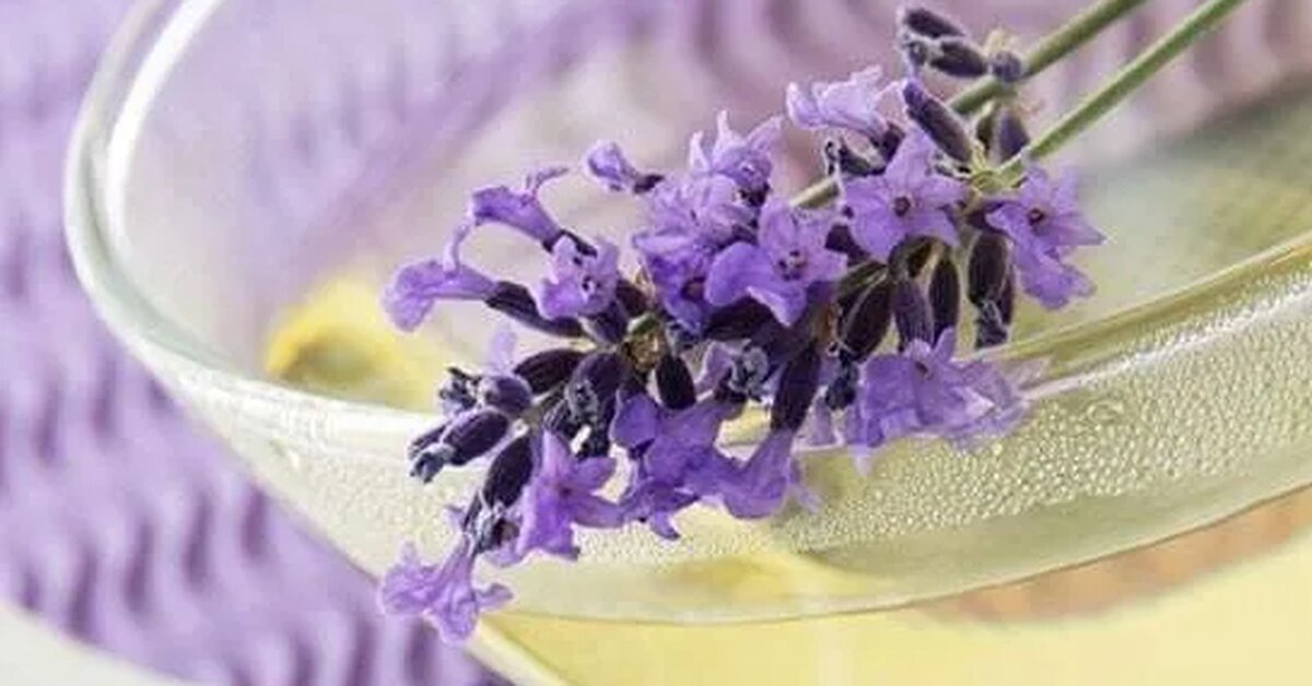 Lavanta Çayının Faydaları Nelerdir?