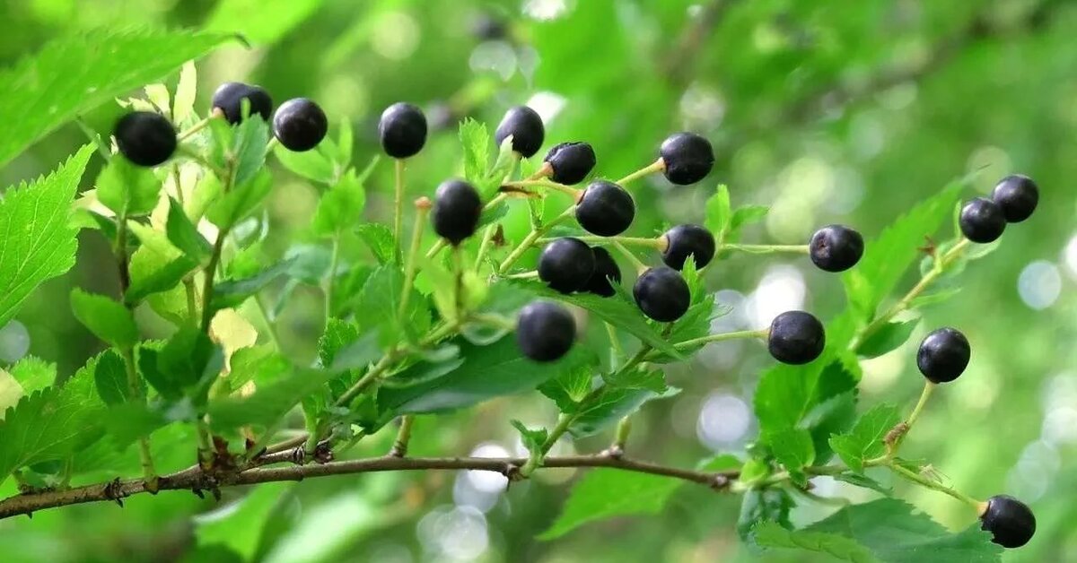 Mahlep Ağacı: Faydaları, Kullanım Alanları ve Yetiştirme İpuçları