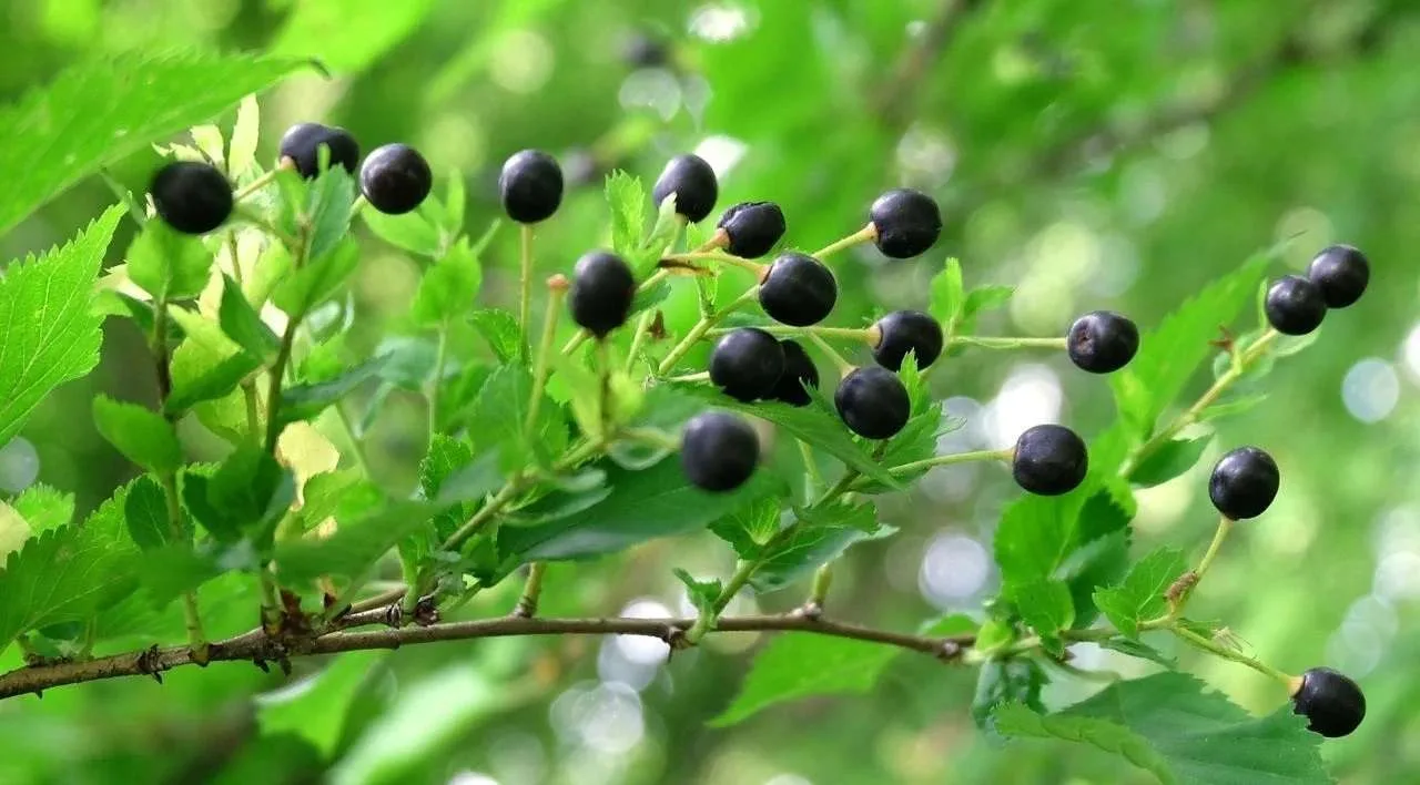 Mahlep Ağacı: Faydaları, Kullanım Alanları ve Yetiştirme İpuçları