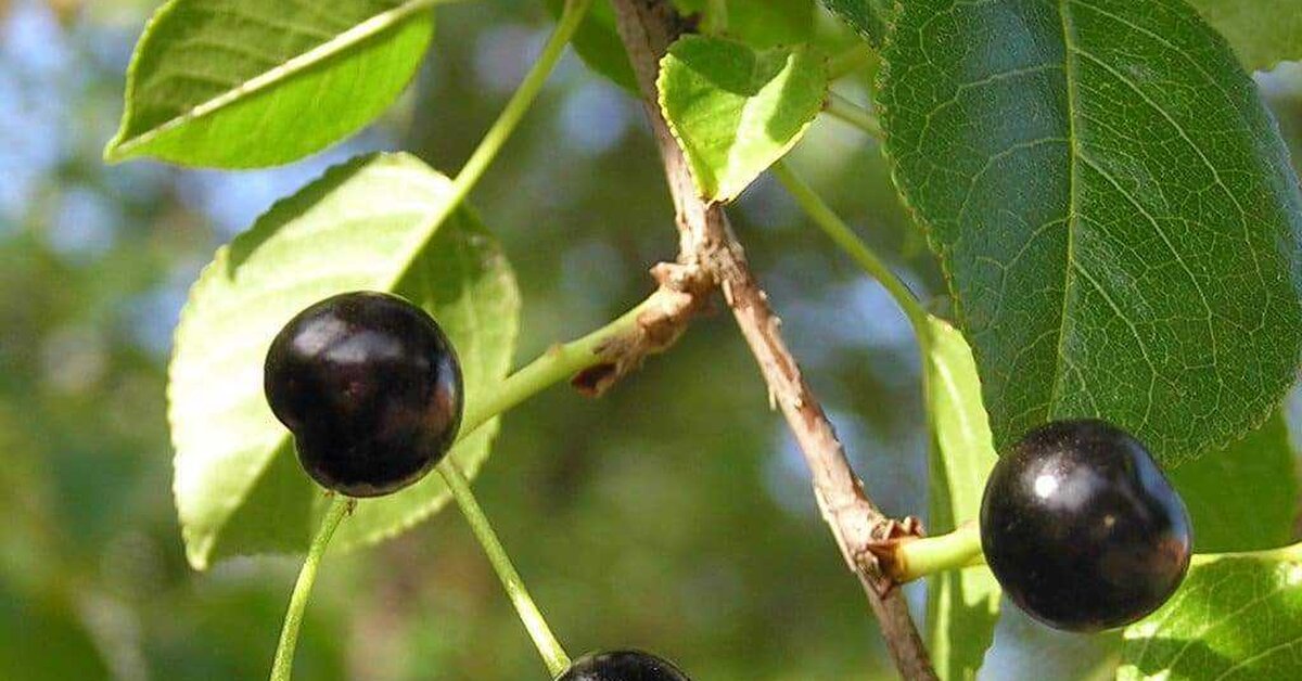 Mahlep Ağacı İdris Ağacı Nedir Faydaları Neye İyi Gelir?