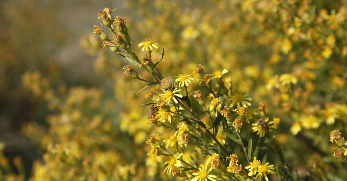 Manisalı Lütfü Acet Bu bitki ile 20 Günde Kanseri Yendi!