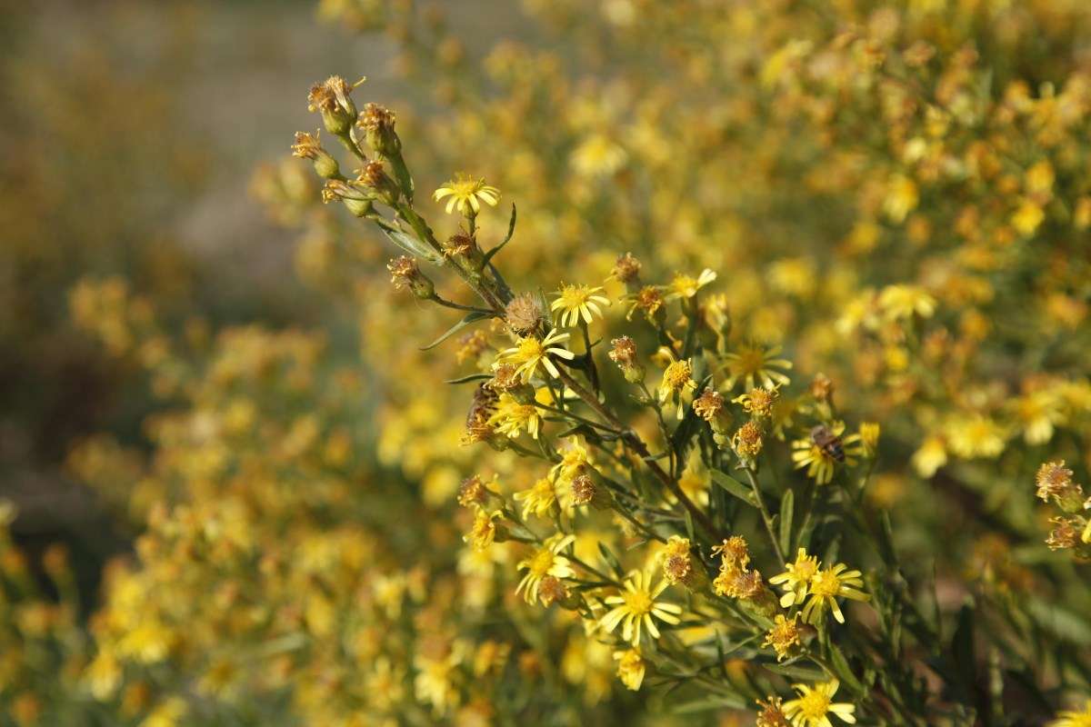 Manisalı Lütfü Acet Bu bitki ile 20 Günde Kanseri Yendi!