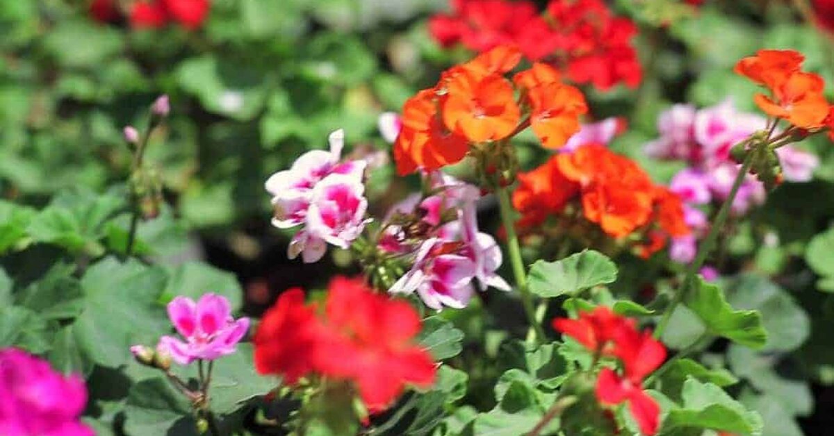 Dış mekanı süsleyen bitkiler nelerdir?