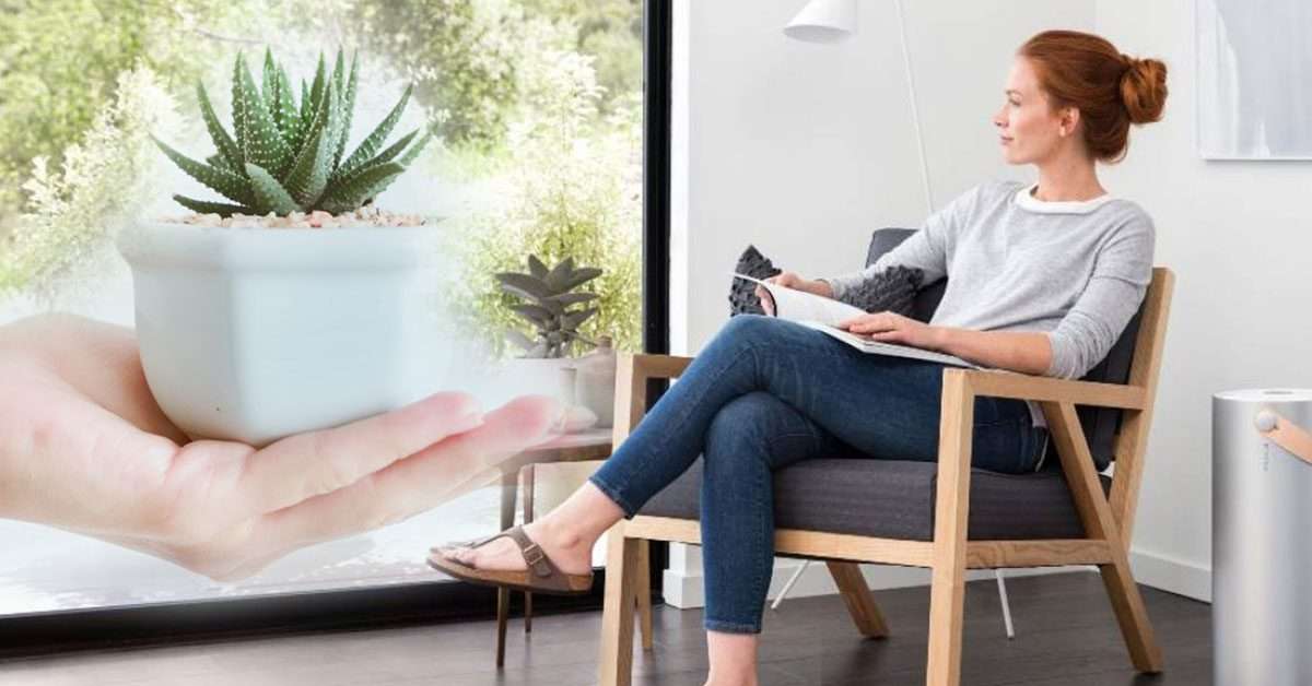 Oksijen Bombası! Bu Bitki ile Evinize taze hava sağlayın!