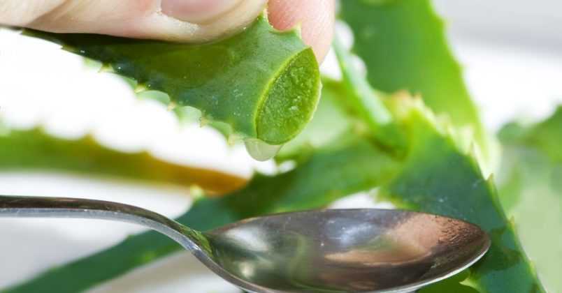 Ölümsüzlük Bitkisi Aloe Vera’nın Faydaları