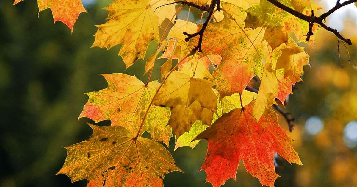 Romatizma ve Kireçlenmeye Çınar Yaprağı Kürü