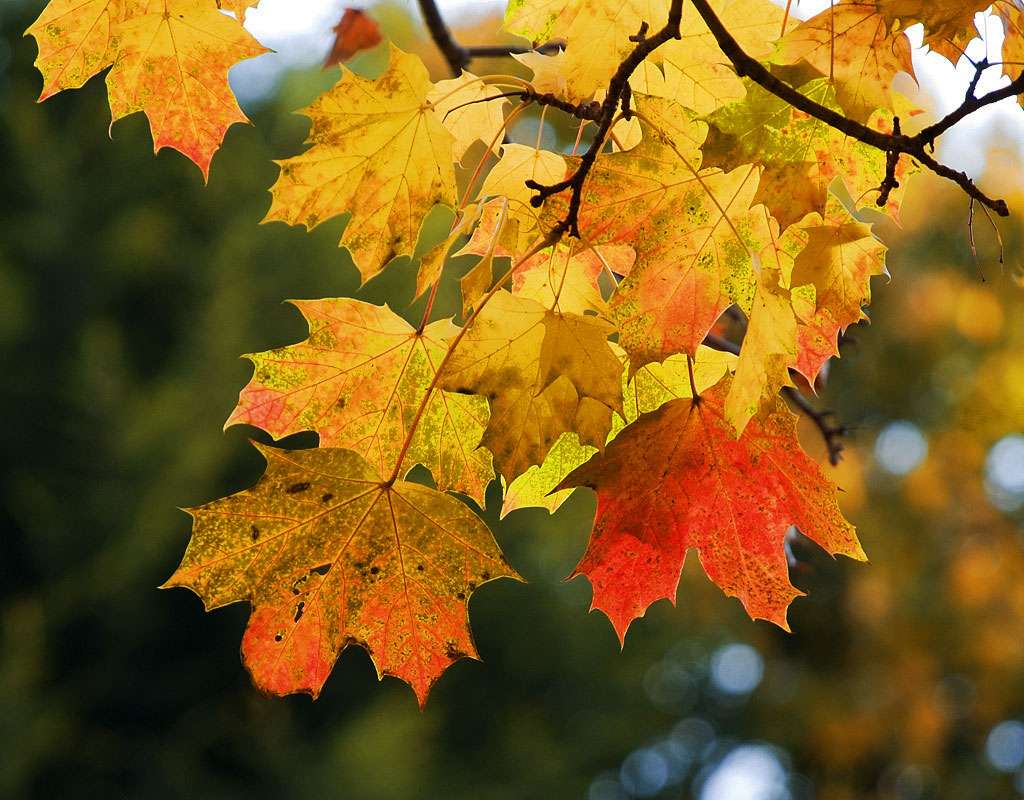 Romatizma ve Kireçlenmeye Çınar Yaprağı Kürü