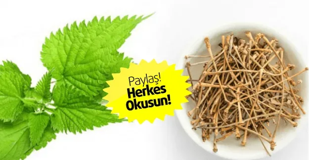 Romatizma ve Sinir Sıkışması İçin Isırgan Kürü