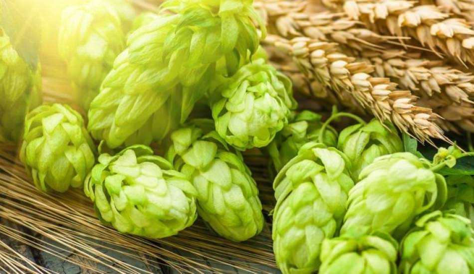 Şerbetçi Otu Faydaları Nelerdir?