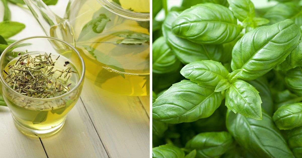 Sigara Bıraktıran Fesleğen Yaprağı ve Faydaları