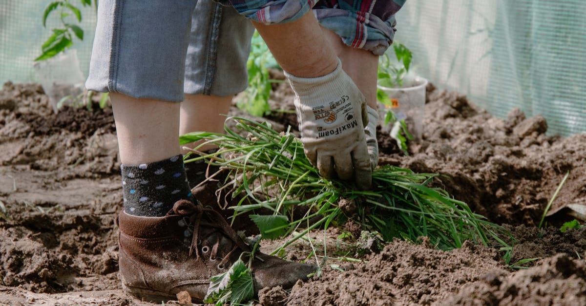 Sirke ile Yabani Ot Temizliği ve Doğal Bahçe İşleri: 6 Pratik Bilgi