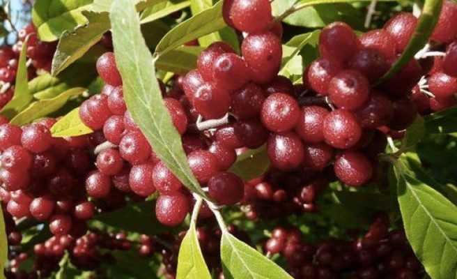 Turna Yemişi Neye İyi Gelir?