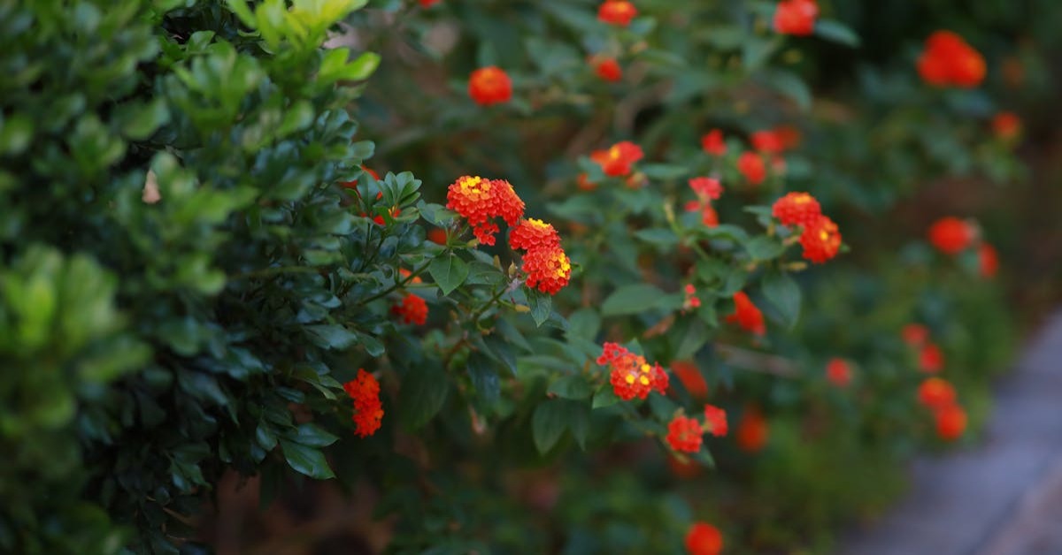 Yaz Mevsiminde Hangi Çiçekler Ekilebilir?