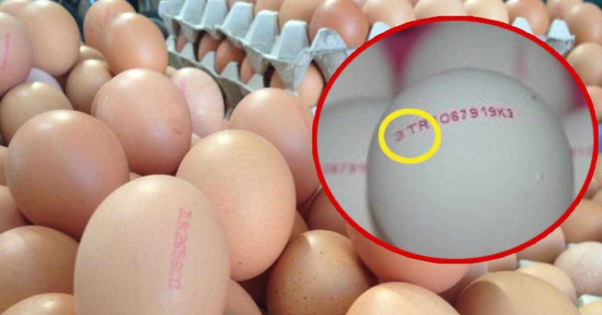 Yumurta Üzerindeki Numaraların Anlamı