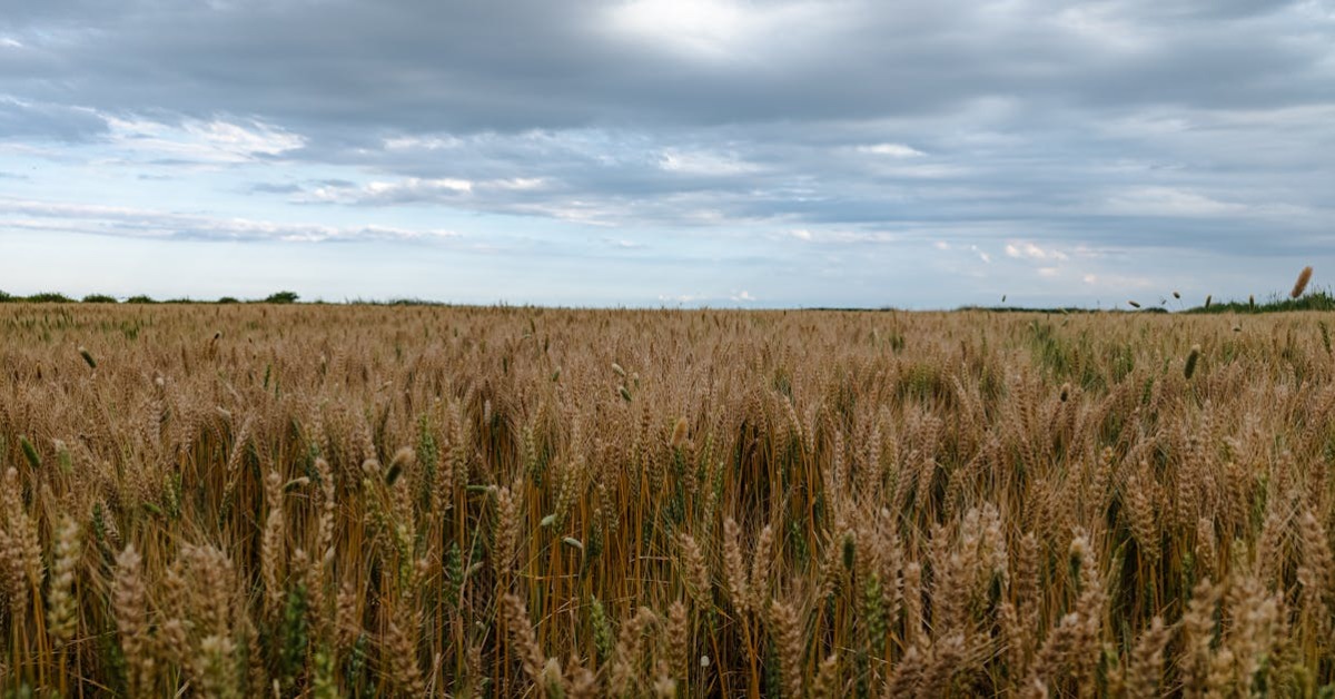 Ayran aşı çorbasının ana malzemesi buğday