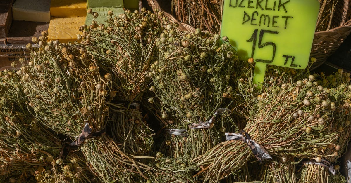 Bitkisel Tedavi ve Doğal Kürler: Şifalı Bitkiler Rehberi