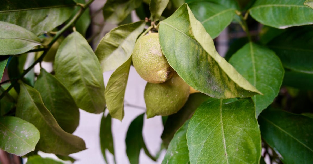 Doğal temizlik malzemeleri