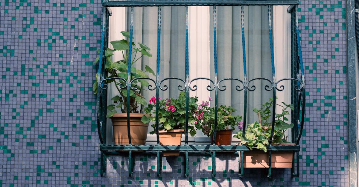 İç mekan bitkileri ve balkon