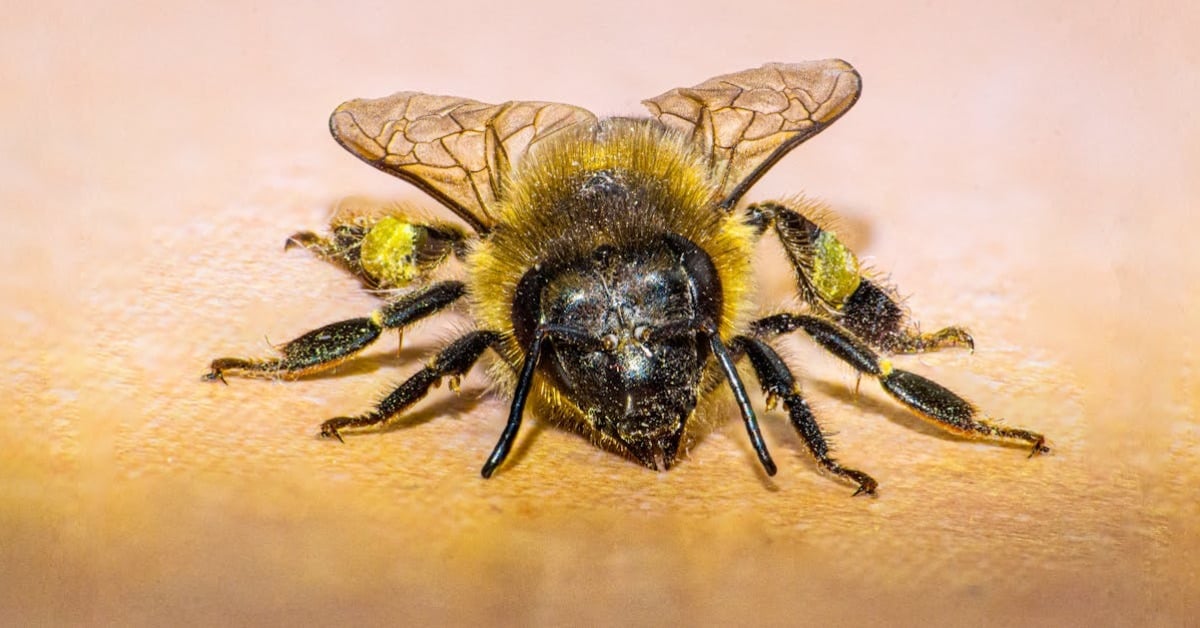 Oje sürme tekniği ve hazırlık