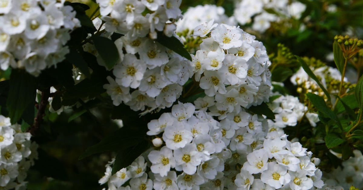 French manikür ve oje teknikleri
