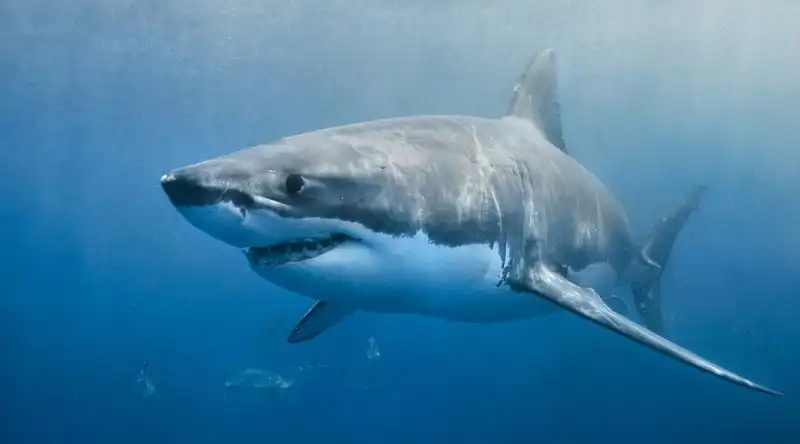 bir köpek balığı 100 milyon damla deniz suyu içindeki bir damla kanı hissedebilir.