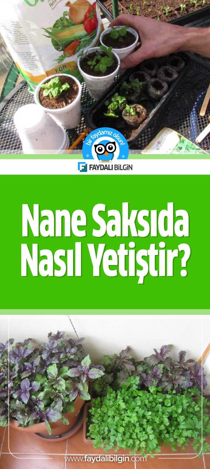 Evde Nane Yetiştirmek İster misiniz?