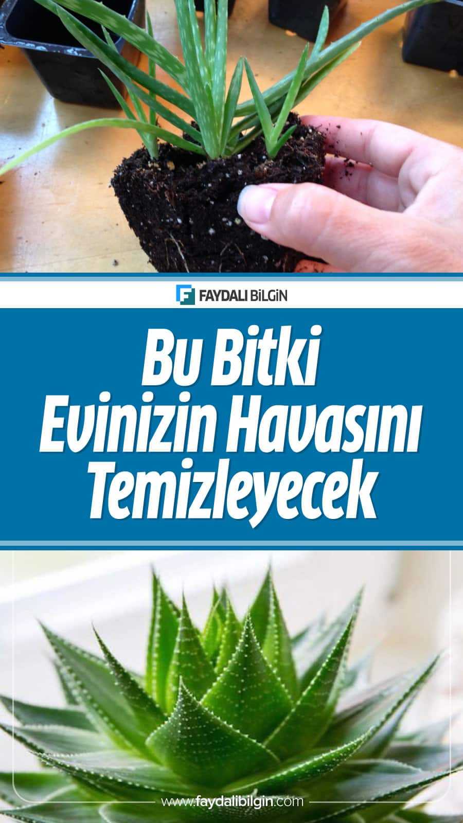 Haberimize konu olan bu bitkilerin evinize taze hava sağlayıp evinizin havasını değiştirecek. Çok fazla vakit kaybetmeden işte evinize taze hava sağlayan o bitkiler.