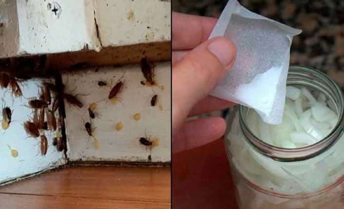 Hamam Böceklerine Ev Yapımı Çözüm!