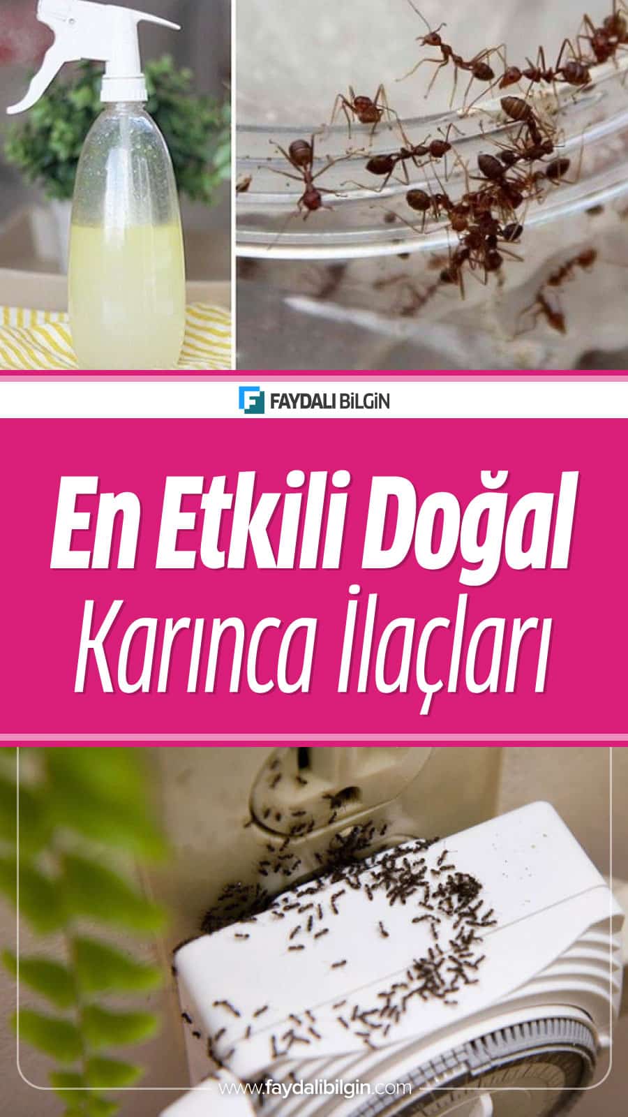 Karıncaların özellikle yaz aylarının gelmesi ile beraber bahçedeki, balkon veya teraslardaki çiçekleri, mutfaklar başta olmak üzere evin pek çok yeri istila etmesi oldukça doğaldır. #karınca #karıncalar #böcek #böcekler #haşere #böcekilacı #doğalilaç #karıncalaraçözüm #karıncalardankurtulma