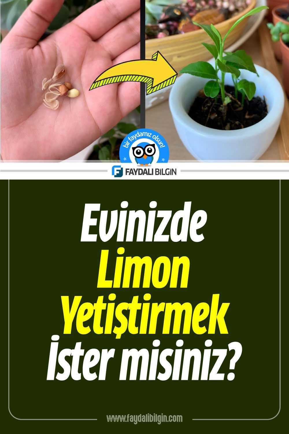 evinizde limon çekirdeğinden limon yetiştirme