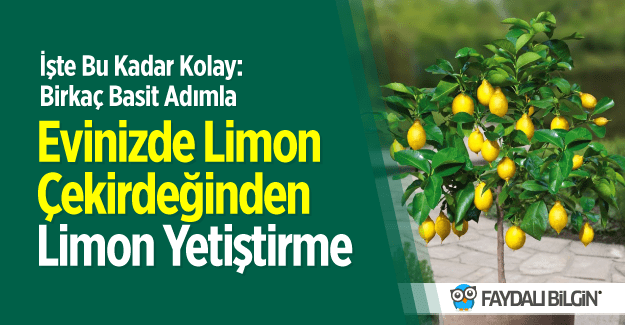 Evinizde Limon Çekirdeğinden Limon Yetiştirme