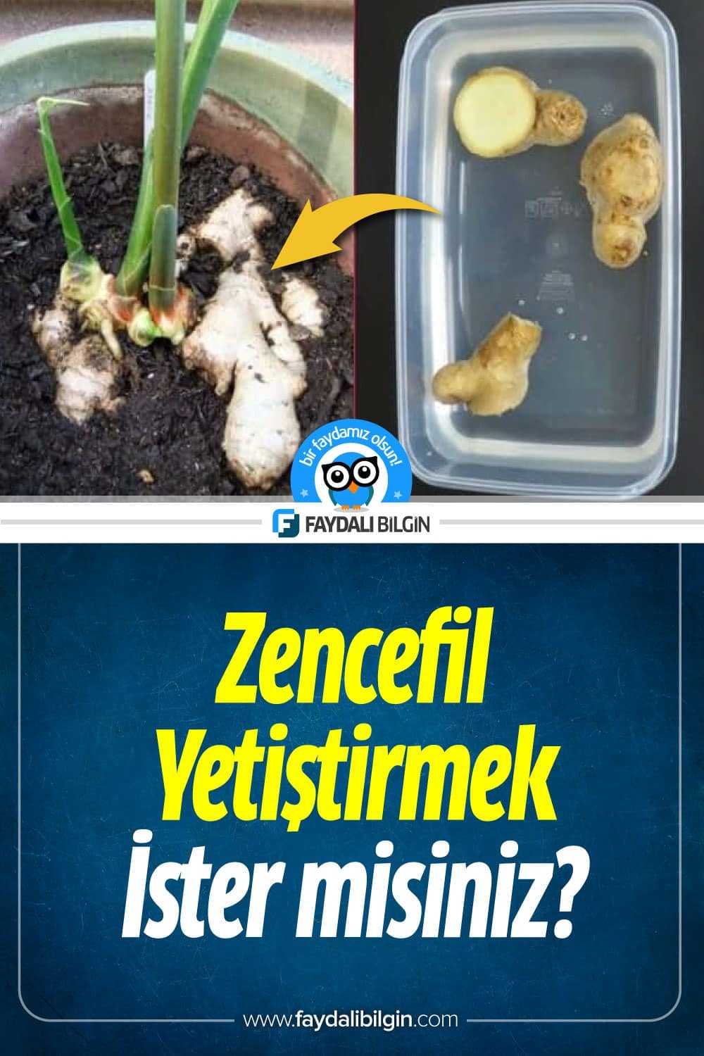 Evinizde Zencefil Yetiştirmek ister misiniz?