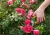 Gül bakımı nasıl yapılır? Gül bakımı hakkında herşey
