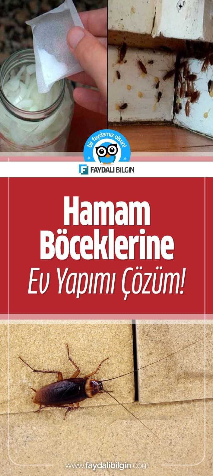 Hamam Böceklerine Ev Yapımı Çözüm! Faydalı Bilgin