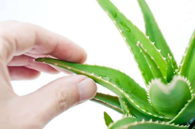 Aloe Vera