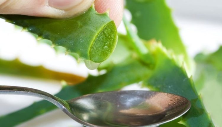 Ölümsüzlük Bitkisi Aloe Vera'nın Faydaları