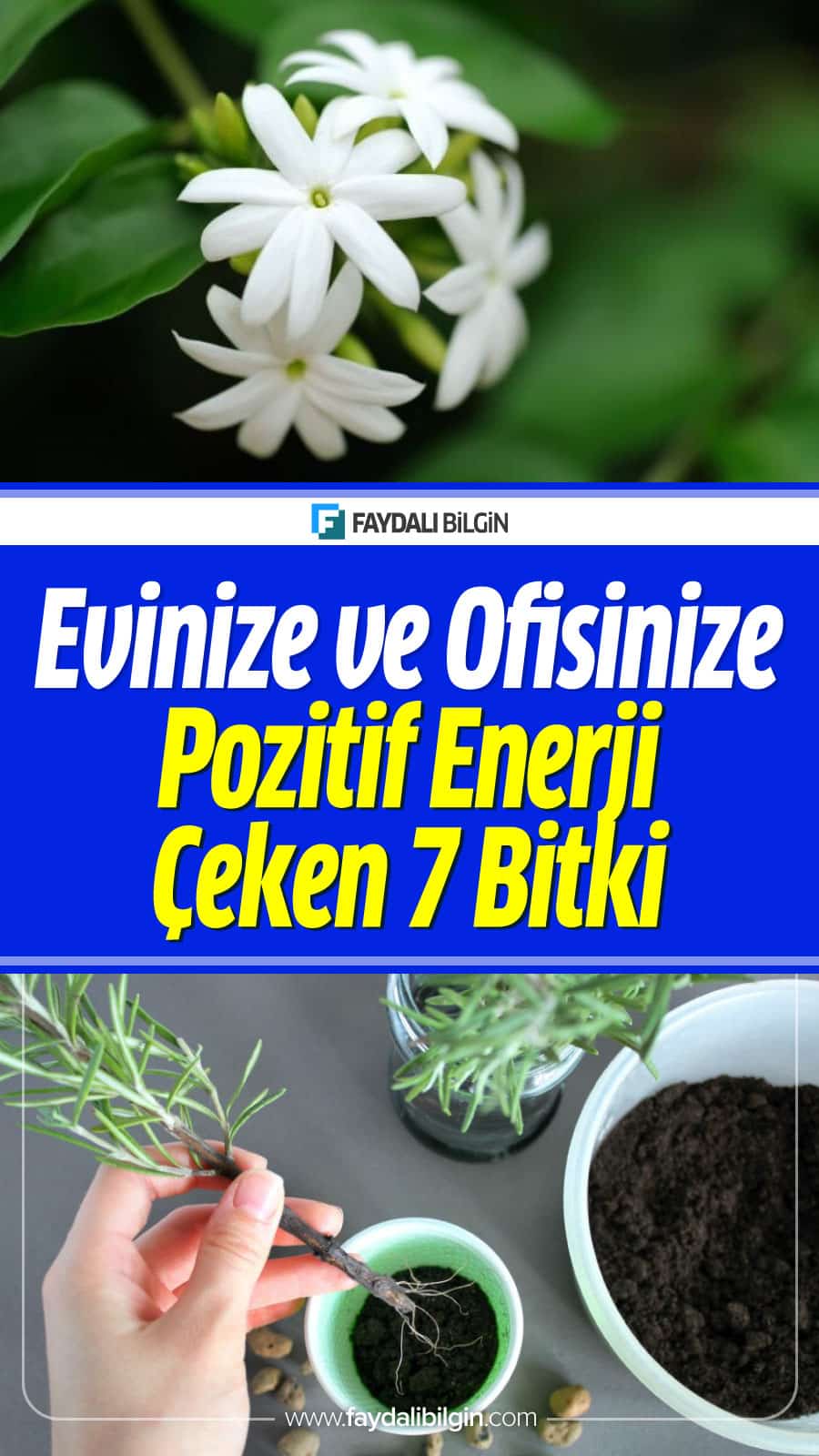 Çok sayıda çalışma, odadaki bazı bitkileri tutarsanız, evdeki ve ofisteki atmosferi önemli ölçüde artıra bileceğinizi göstermiştir. İşte Evinize ve Ofisinize Pozitif Enerji Çeken 7 Bitki. #çiçek #çicekler #çiçekbakımı #bahçe #bahçebitkileri