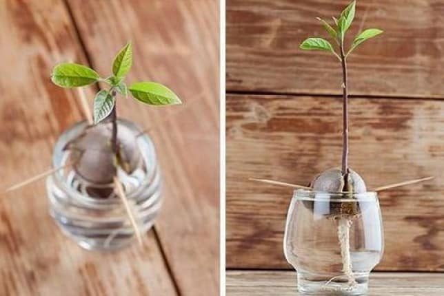 Tohumdan Avokado ağacı nasıl yetiştirilir?