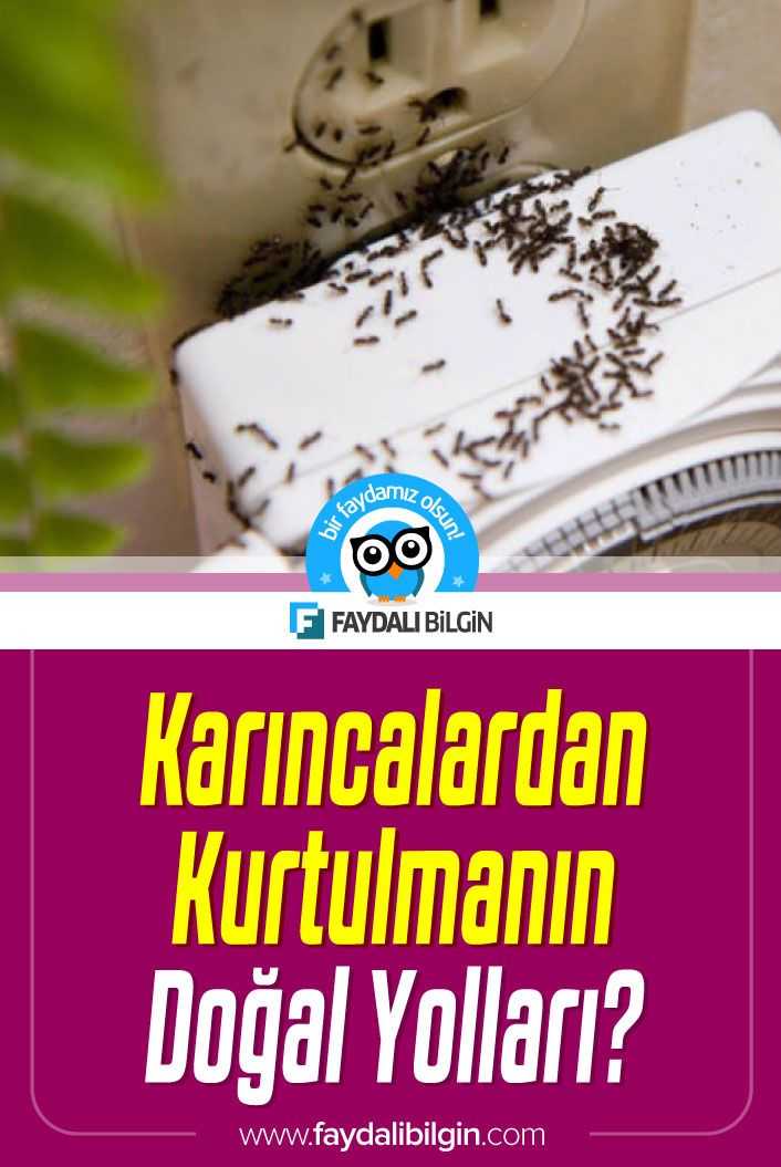 Karıncalara zarar vermeden evden koyabilmeniz için 5 doğal yöntemi sizin için derledik. İşte Karıncalardan Kurtulma yolları!