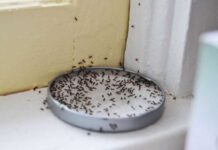 Karıncalardan Doğal Kurtulma Yolları?