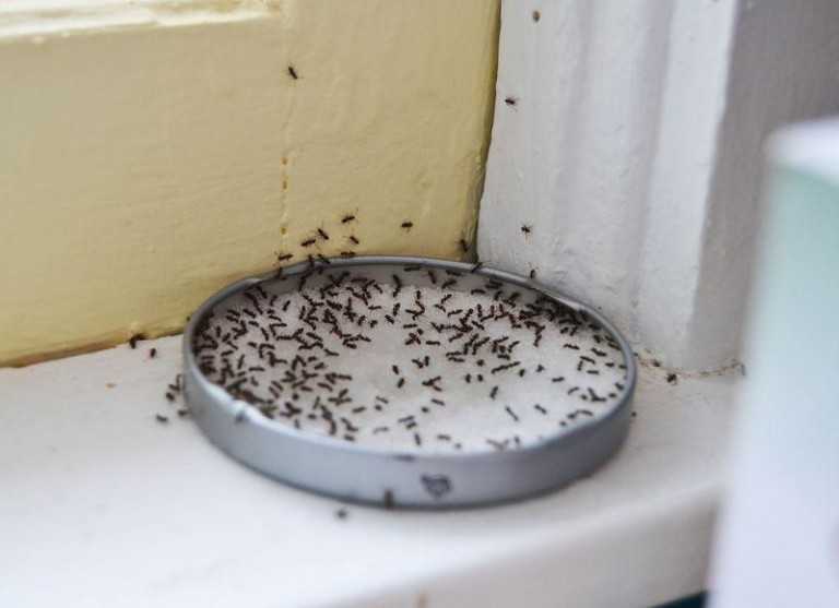Karıncalardan Doğal Kurtulma Yolları?