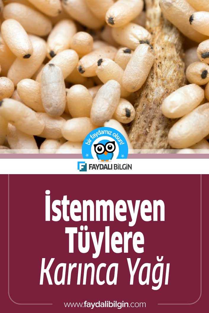 İstenmeyen Tüylere Karınca Yağı