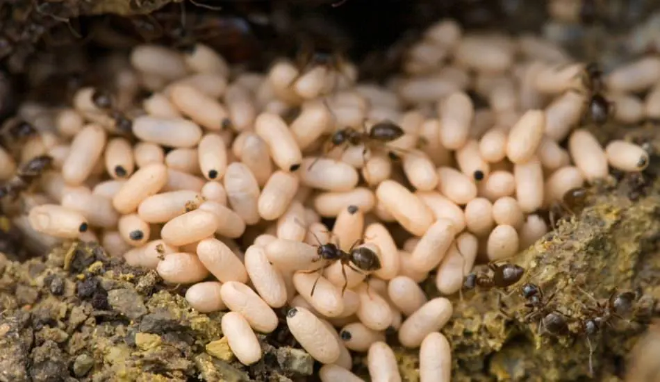 karınca yağı nedir? faydaları nelerdir?
